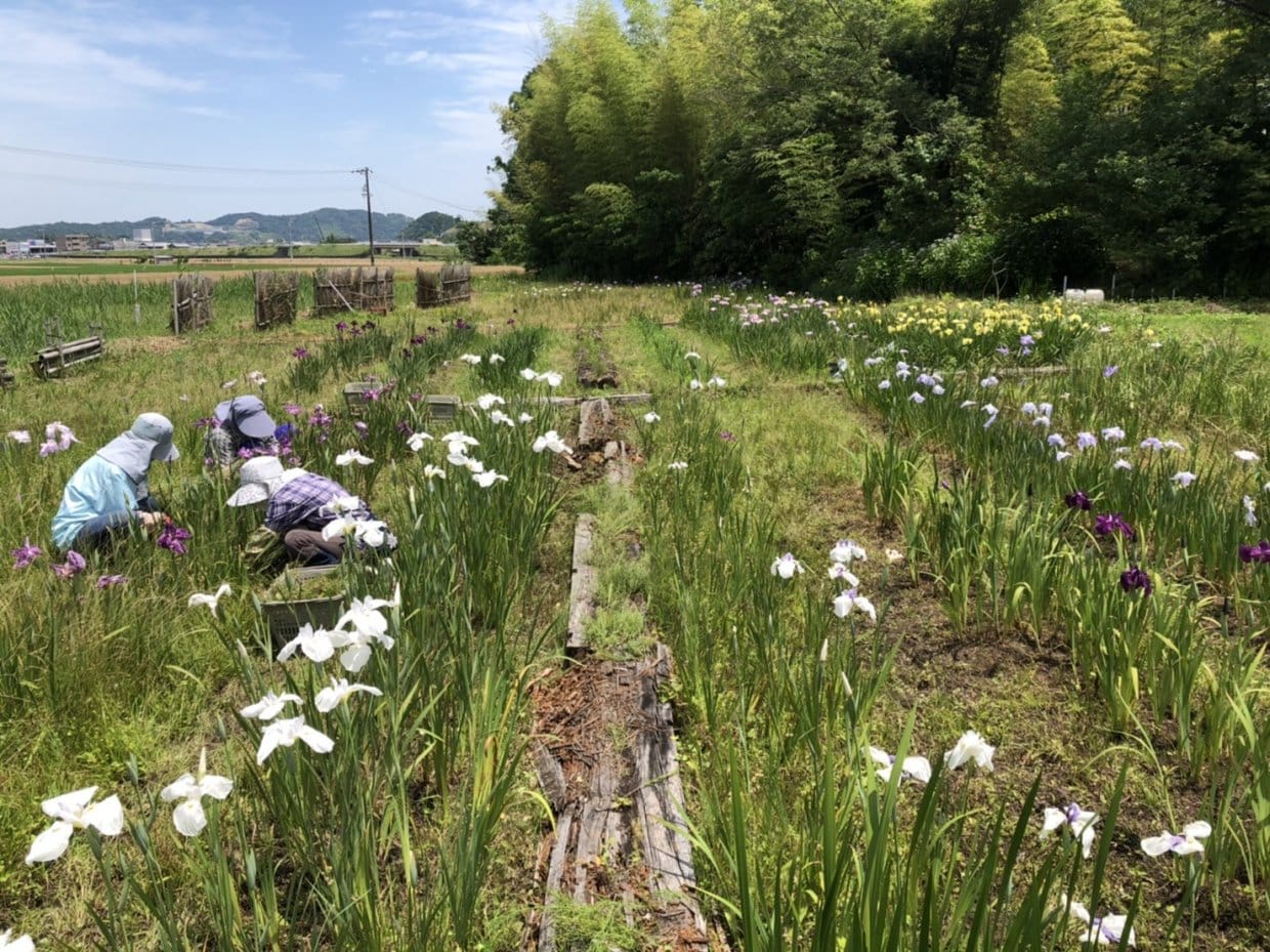 相可の花菖蒲園