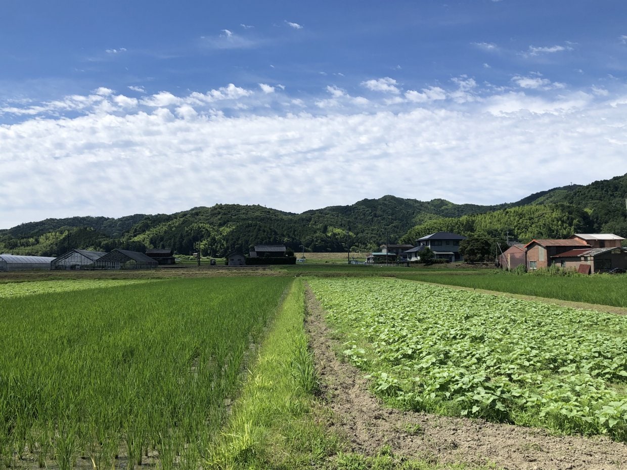 田んぼとひまわり畑