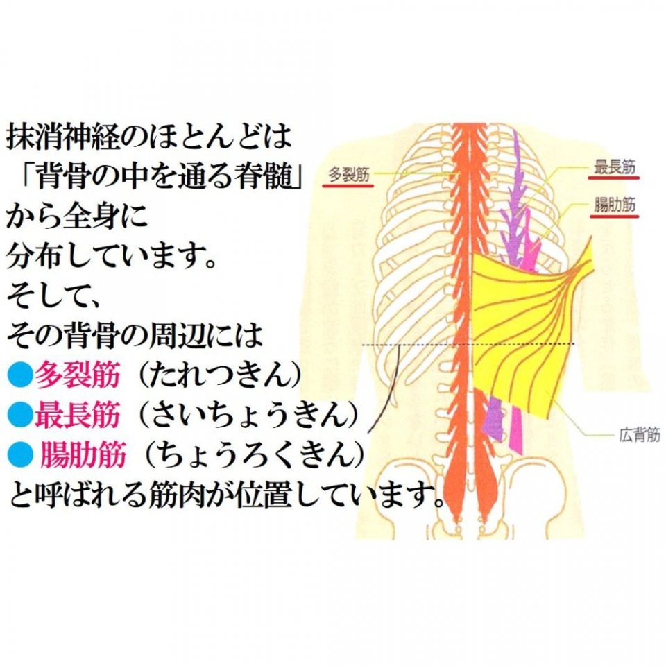 多裂筋・最長筋・腸肋筋