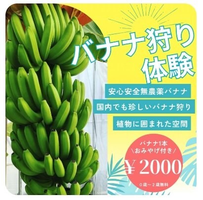 バナナ収穫体験♪｜岐阜無農薬バナナ農業収穫体験[ハレノヒハレファーム]