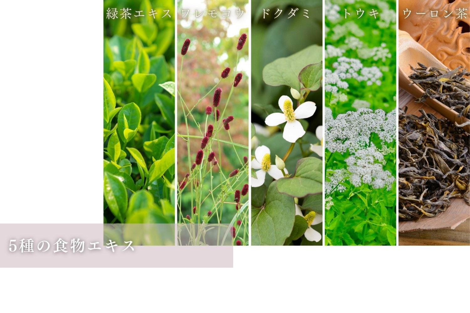 銀座古城歯科医院五代目院長開発オーガニックマウスウォッシュ