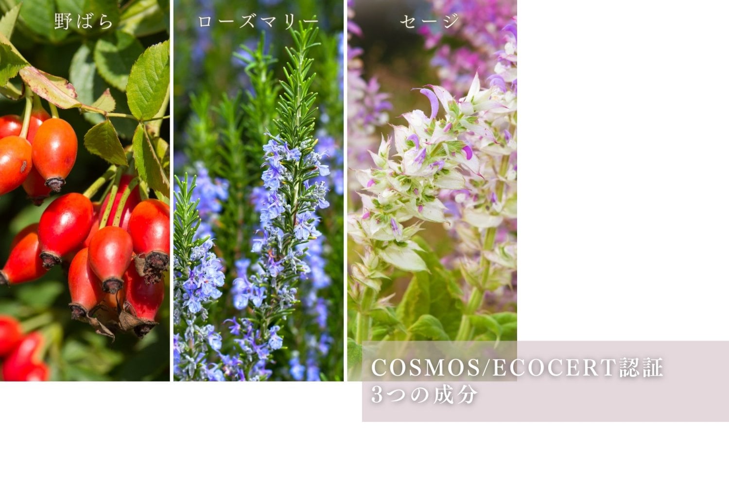 銀座古城歯科医院五代目院長開発オーガニックマウスウォッシュ/コスモオーガニック認証