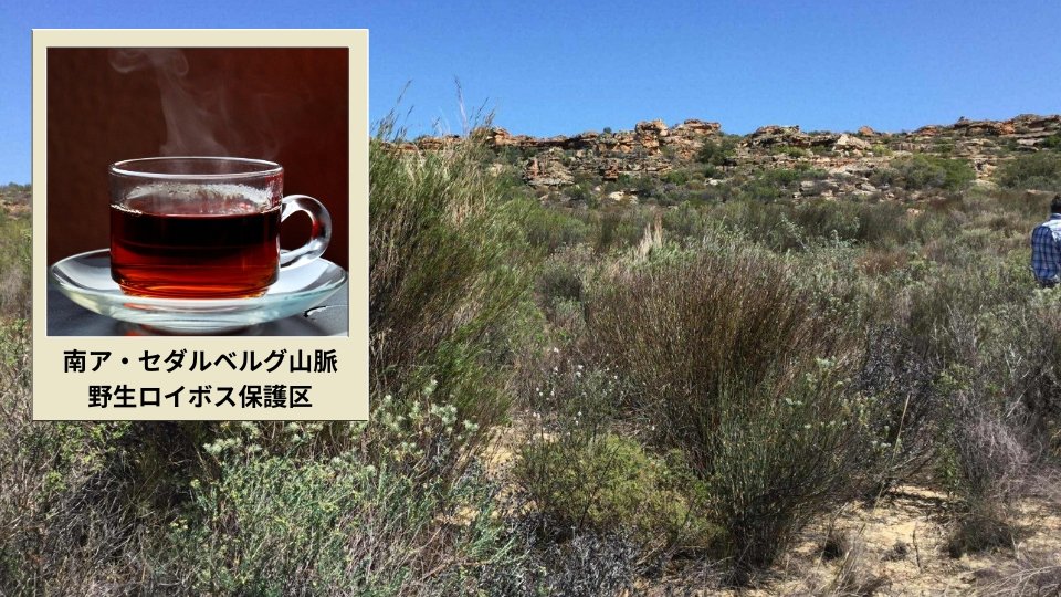 南アフリカ・セダルベルグ山脈