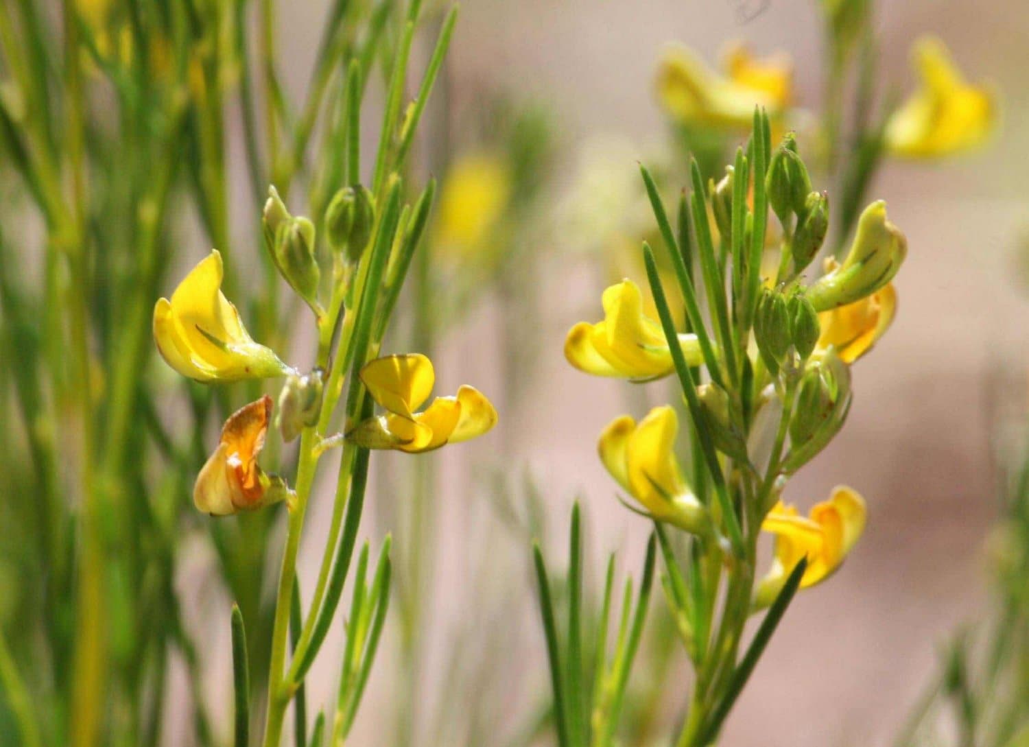 可憐なルイボスの花