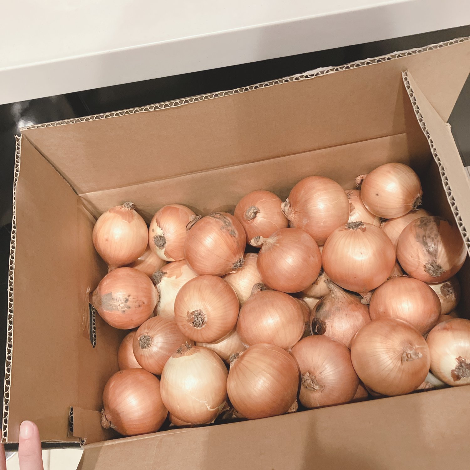 北海道産有機玉ねぎ10㎏