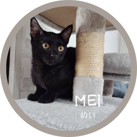 めい里親募集中 子猫 黒猫