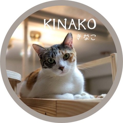 きなこ里親募集中 譲渡可能