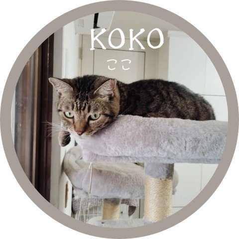 ここ里親募集中