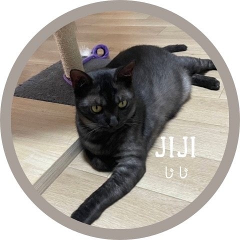 ジジ里親募集中