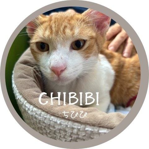 チビビ