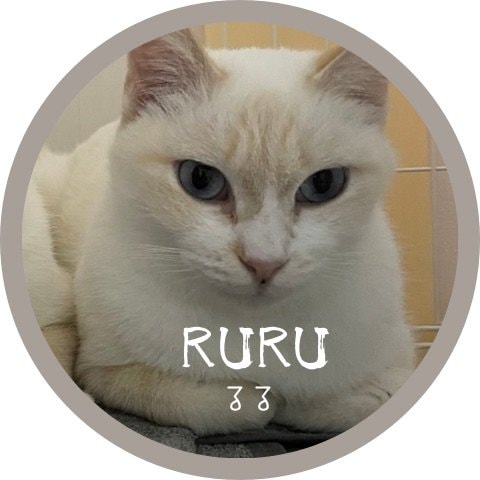 ルル　里親募集