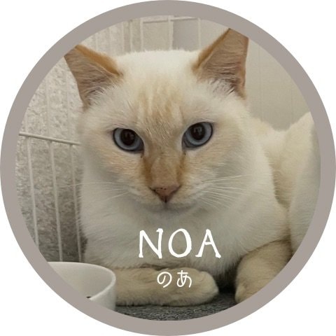 ノア　里親募集