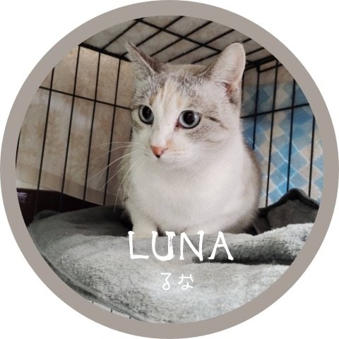 ルナ　里親募集