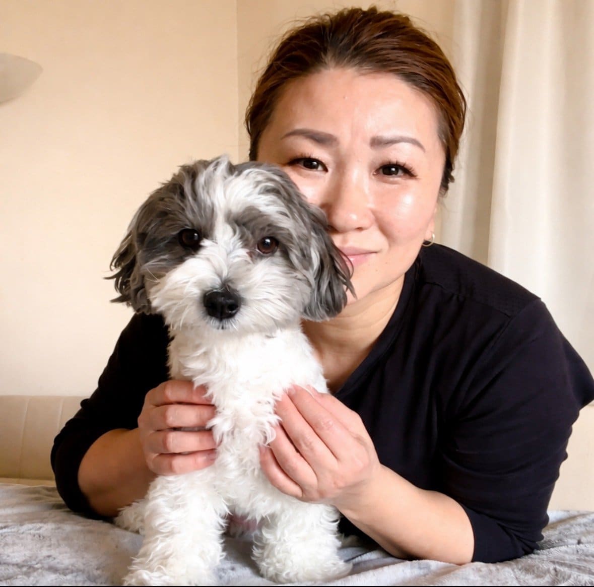 愛犬 マルプーの明吉(めいきち)3歳