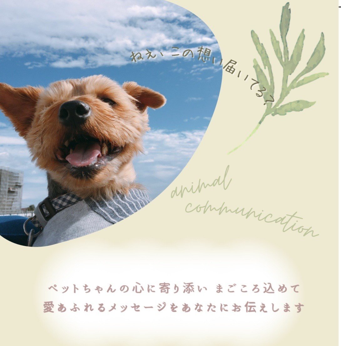 犬田満　圭（わんだふる　けい）