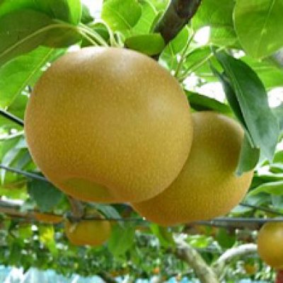 ツクツク‼︎ショップリニューアルのお知らせ