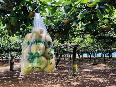 梨狩りについて