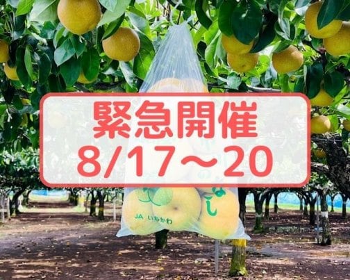 【緊急開催】梨狩りチケット発売開始のお知らせ