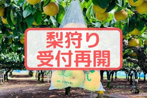 【梨狩り】追加情報