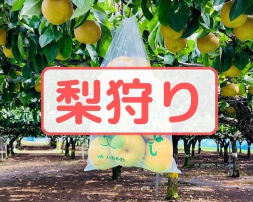 【梨狩り】緊急開催🍐