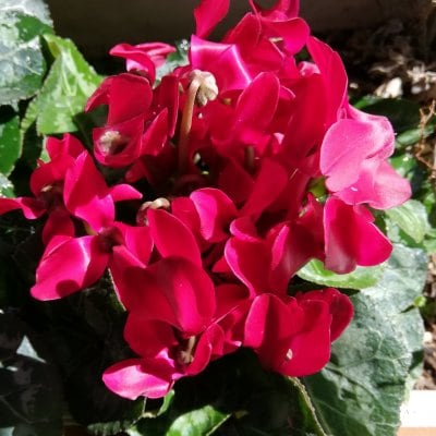 トリニティゼットで巨大化したシクラメン