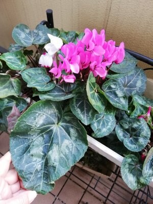 香りのあるガーデンシクラメン