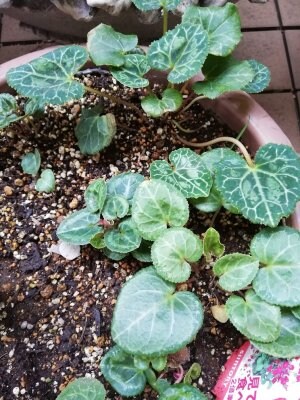 こぼれ種から成長したガーデンシクラメン