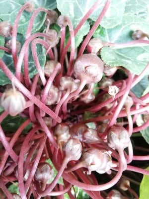 ガーデンシクラメンの種