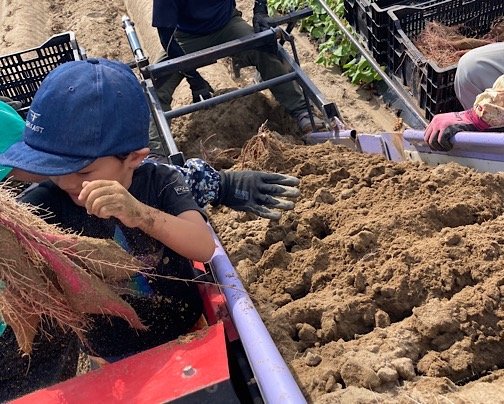 さつまいもの季節がやってきました！