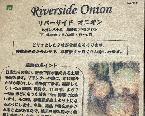 タマネギの種セット、販売を見合わせしますヽ(´o｀；