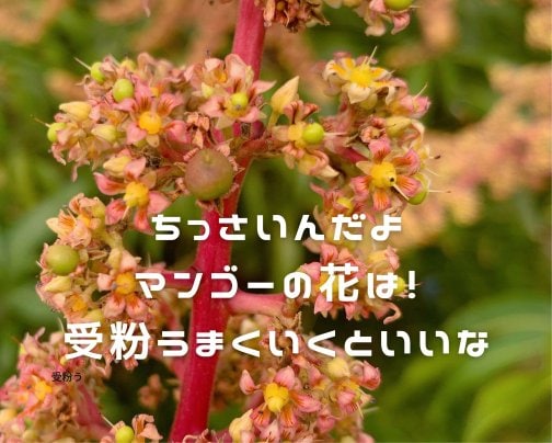 3月のマンゴーはこんな感じ！