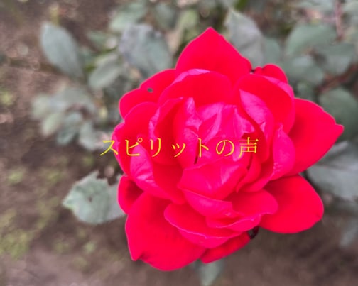 11月1日のスピリットの声(全文はブログに掲載)