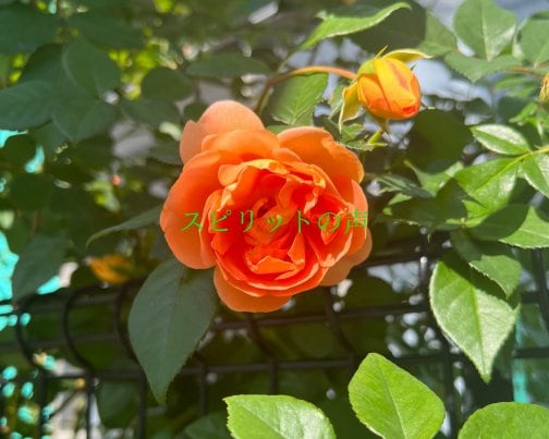 11月8日のスピリットの声(全文はブログに掲載)