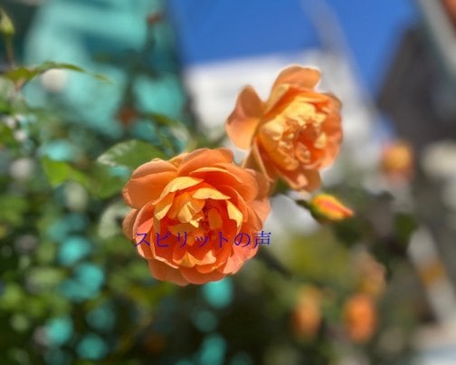 11月10日のスピリットの声(全文はブログに掲載)