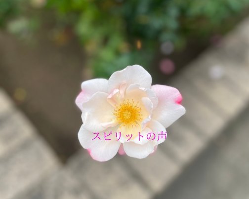 11月11日のスピリットの声(全文はブログに掲載)