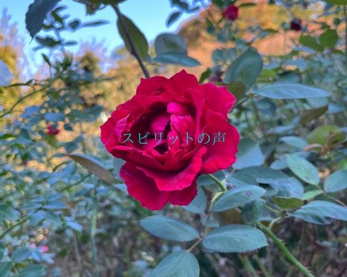 2月24日のスピリットの声(全文はブログに掲載)