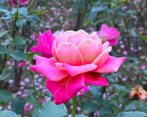 2月25日のスピリットの声(全文はブログに掲載)