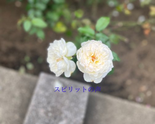 2月27日のスピリットの声(全文はブログに掲載)