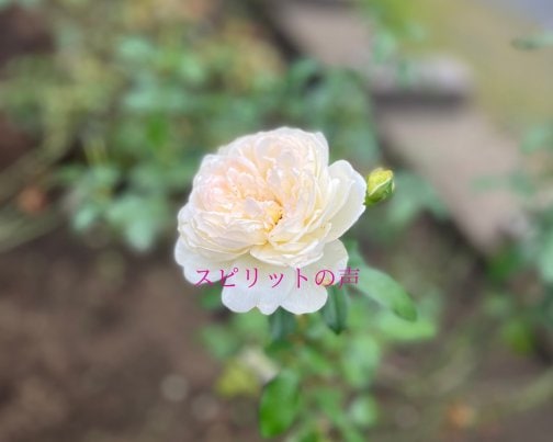 12月26日のスピリットの声(全文はブログに掲載)