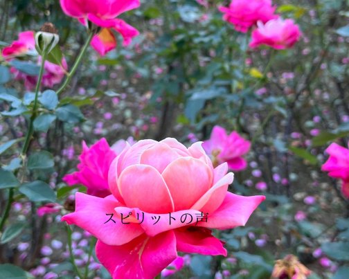 1月13日のスピリットの声(全文はブログに掲載)