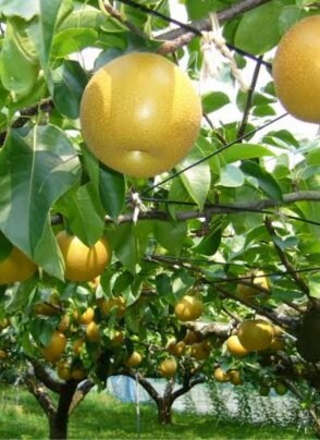 2023年度の梨予約を開始しました。