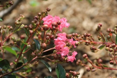 創業50周年！記念植樹！