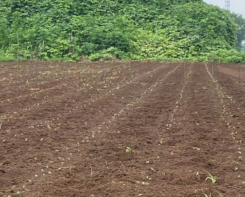 豊国屋の畑にも大豆を蒔きました！