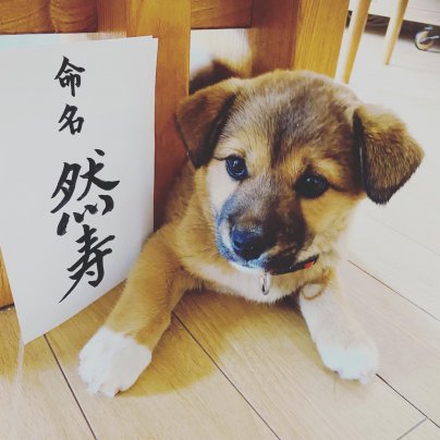 我が家に新しい家族が仲間入り