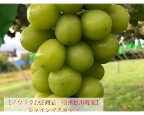 【ノウフクぶどう】シャインマスカットの販売を開始しました