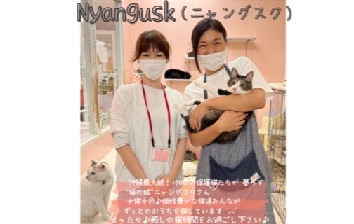 『保護猫カフェ Nyangusk (ニャングスク)宜野湾店』さん（沖縄県）ご紹介♡
