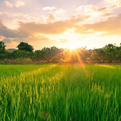 令和6年度新米予約販売が始まりました！