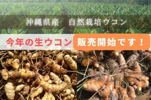 【期間限定！】生ウコンの発送を開始します！