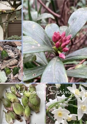 芽吹くお庭　#umbilicusのお庭