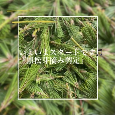 松の通販「つなまま」｜九州の松を全国にお届け｜大王松、黒松、五葉松